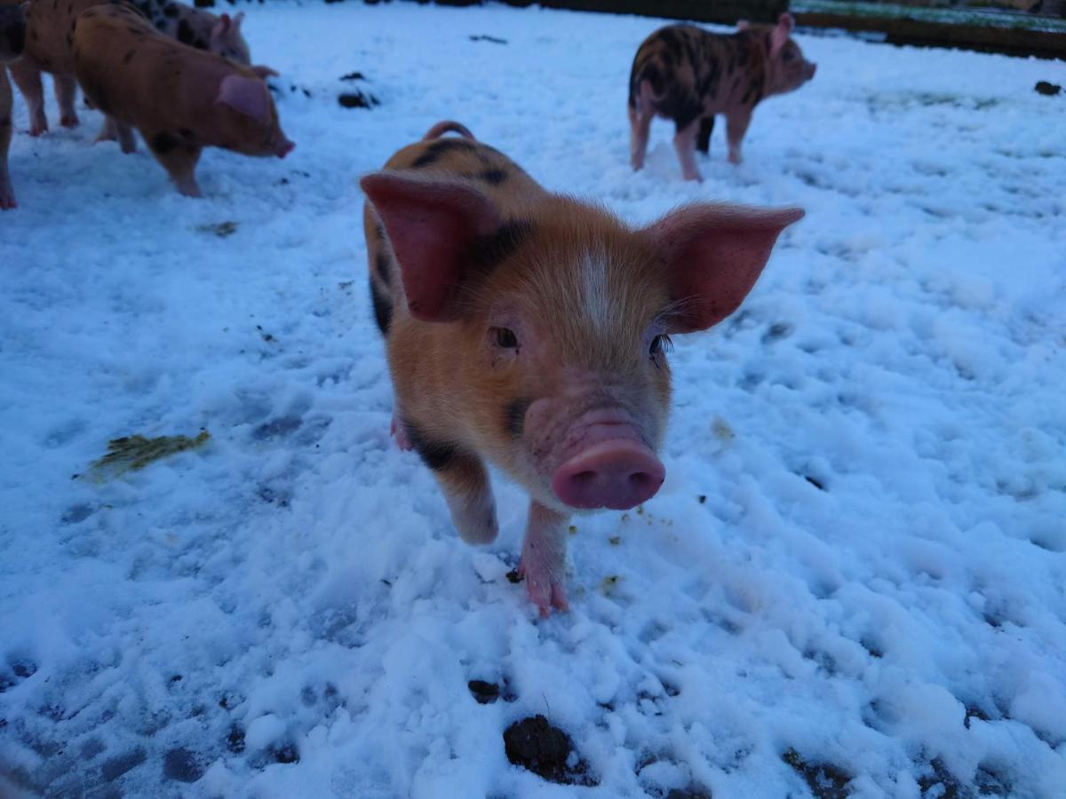 Bed and Breakfast The Byre North End Farm Ashton Keynes Экстерьер фото