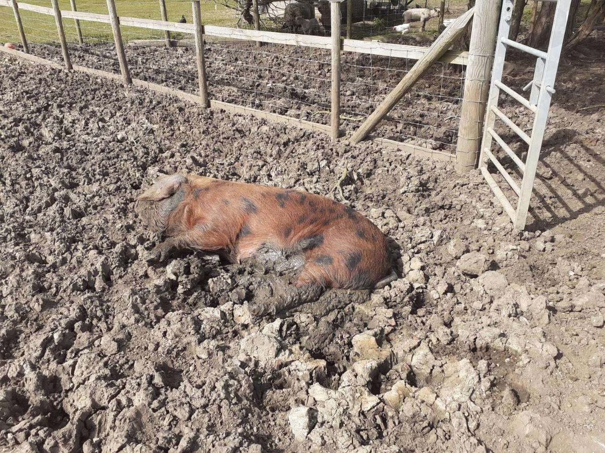 Bed and Breakfast The Byre North End Farm Ashton Keynes Экстерьер фото