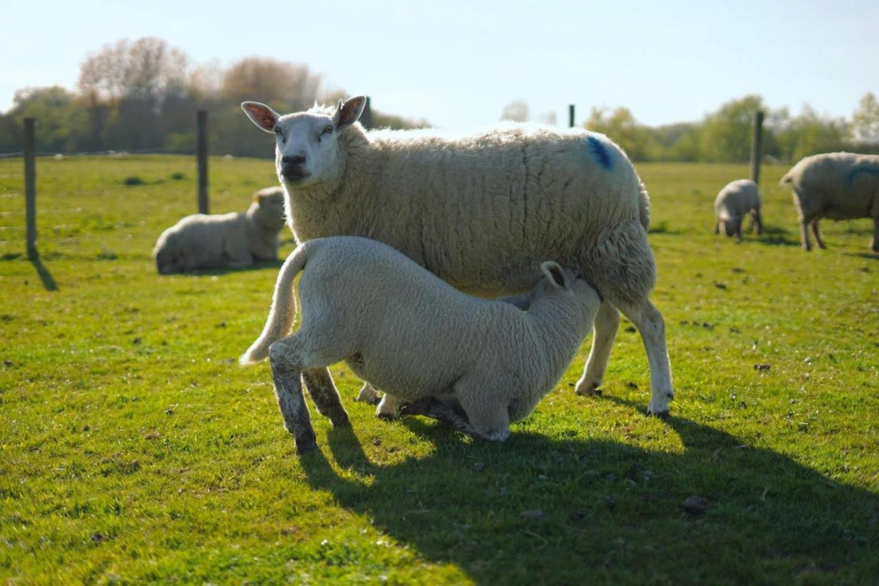 Bed and Breakfast The Byre North End Farm Ashton Keynes Экстерьер фото